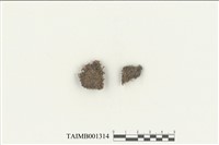 藏品(卷葉曲背苔)的圖片